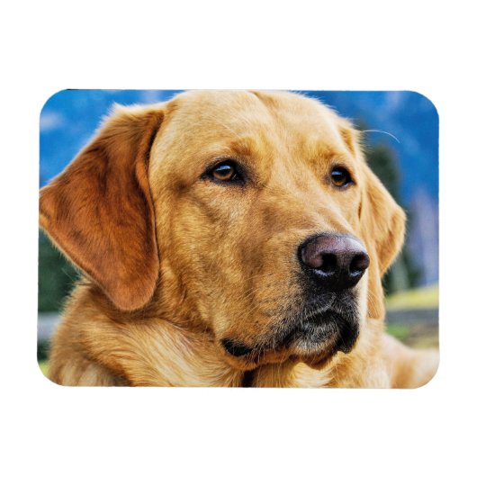 Golden Labrador Retriever Magneet (Horizontaal)
