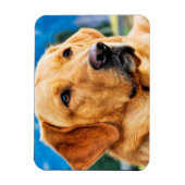 Golden Labrador Retriever Magneet (Verticaal)