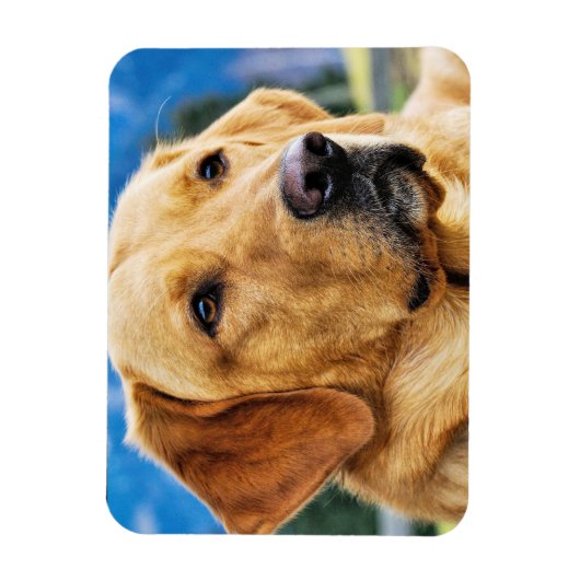 Golden Labrador Retriever Magneet (Verticaal)