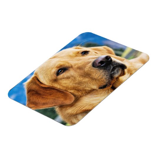 Golden Labrador Retriever Magneet (Linkerzijde)