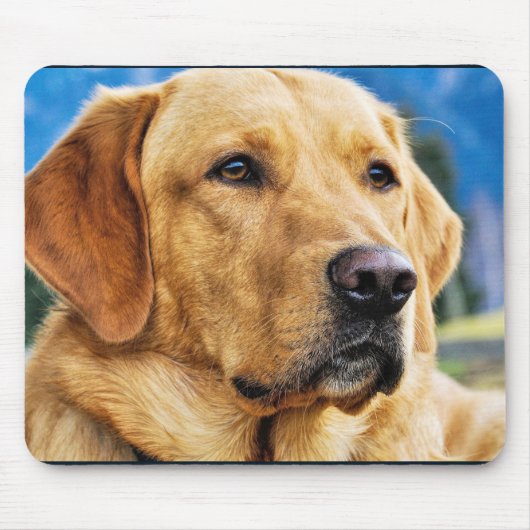 Golden Labrador Retriever Muismat (Voorkant)