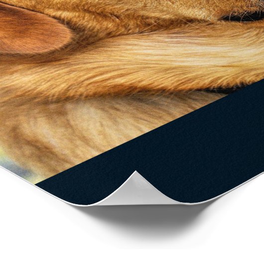 Golden Labrador Retriever Poster (Hoek)