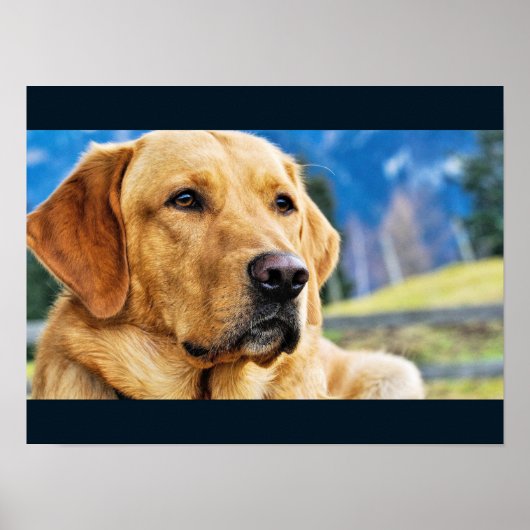 Golden Labrador Retriever Poster (Voorkant)