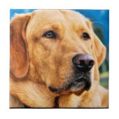 Golden Labrador Retriever Tegeltje (Voorkant)