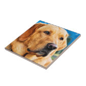 Golden Labrador Retriever Tegeltje (Zijkant)