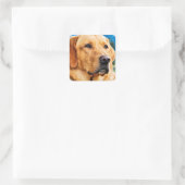 Golden Labrador Retriever Vierkante Sticker (Tas)