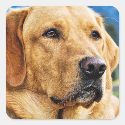 Golden Labrador Retriever Vierkante Sticker (Voorkant)