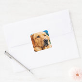 Golden Labrador Retriever Vierkante Sticker (Envelop)