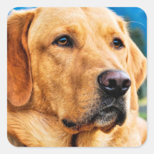Golden Labrador Retriever Vierkante Sticker