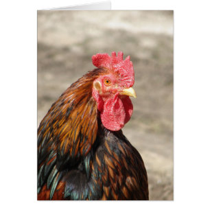 Golden Laced Bantam Cochin Rooster