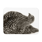 Golden Laced Wyandotte Chicken Magneet (Horizontaal)