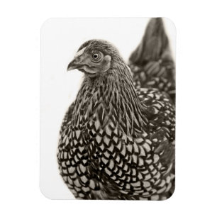 Golden Laced Wyandotte Chicken Magneet
