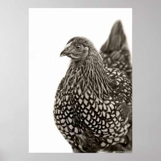 Golden Laced Wyandotte Chicken Poster (Voorkant)
