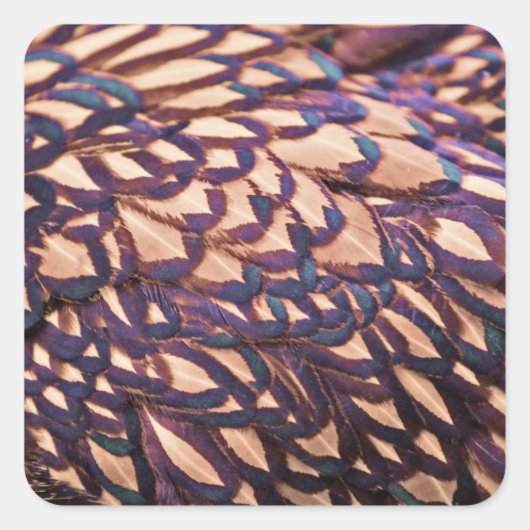 Golden Laced Wyandotte Chicken Vierkante Sticker (Voorkant)