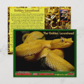 Golden Lancehead, gevaarlijkste bedreigde slang Briefkaart (Voorkant / Achterkant)