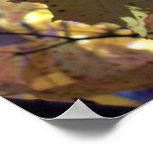 Golden Leaves uit de herfst Poster (Hoek)
