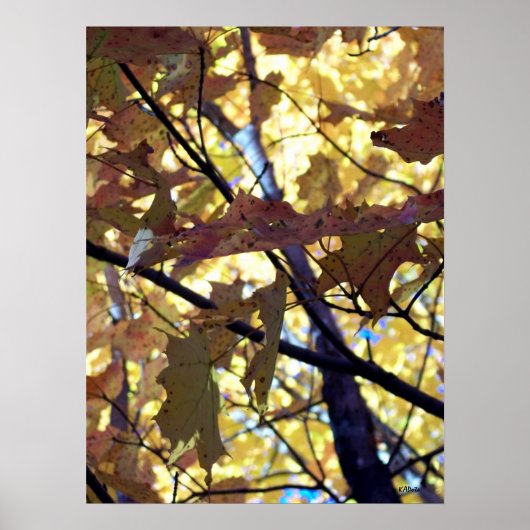 Golden Leaves uit de herfst Poster (Voorkant)