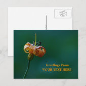 Golden Lily Wildflower Greetings Keepomwille Briefkaart (Voorkant / Achterkant)