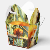 Golden Lion Tamarin Bedankdoosjes (Geopend)