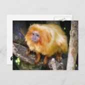 Golden Lion Tamarin Briefkaart (Voorkant / Achterkant)