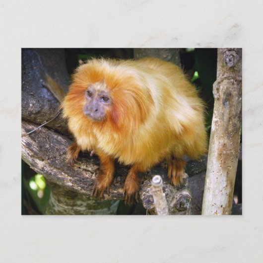 Golden Lion Tamarin Briefkaart (Voorkant)