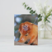 Golden Lion Tamarin Briefkaart (Staand voorkant)