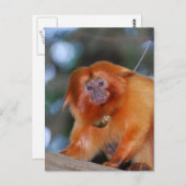 Golden Lion Tamarin Briefkaart (Voorkant / Achterkant)