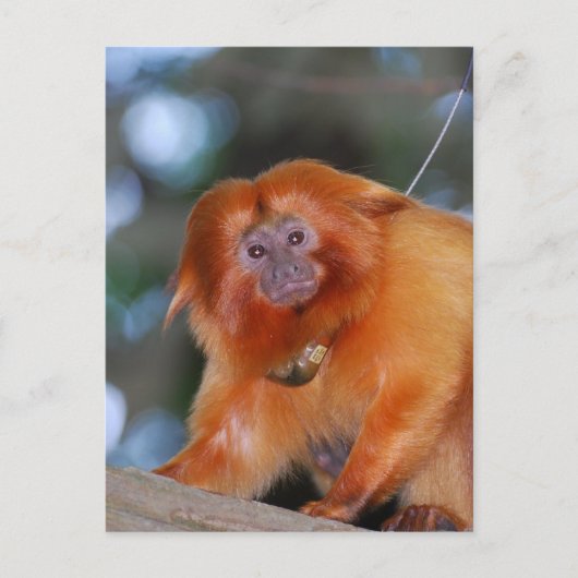 Golden Lion Tamarin Briefkaart (Voorkant)