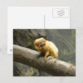 Golden Lion Tamarin Briefkaart (Voorkant / Achterkant)