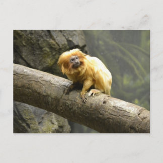 Golden Lion Tamarin Briefkaart