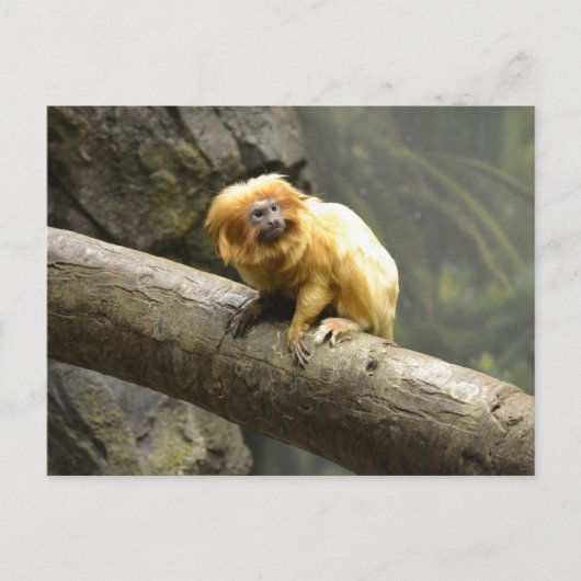 Golden Lion Tamarin Briefkaart (Voorkant)