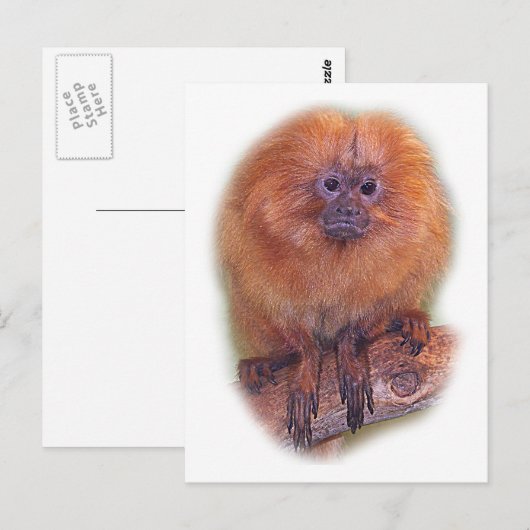Golden Lion Tamarin, Golden Marmoset Monkey Brazil Briefkaart (Voorkant / Achterkant)