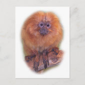Golden Lion Tamarin, Golden Marmoset Monkey Brazil Briefkaart (Voorkant)