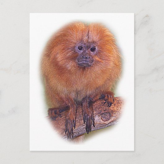 Golden Lion Tamarin, Golden Marmoset Monkey Brazil Briefkaart (Voorkant)