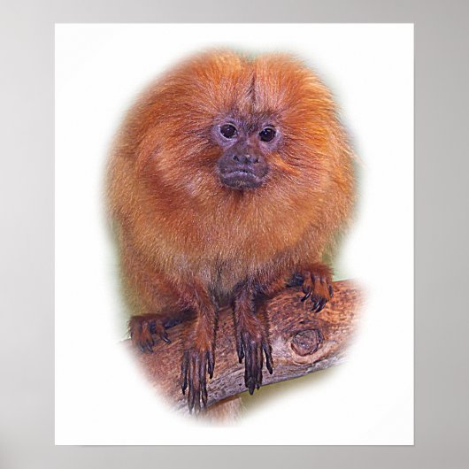 Golden Lion Tamarin, Golden Marmoset Monkey Brazil Poster (Voorkant)