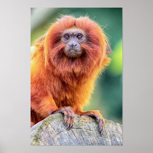 Golden Lion Tamarin kwam bij het sluiten van de lo Poster (Voorkant)