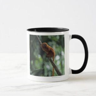 Golden lion tamarin (Leontopithecus rosalia) Mok