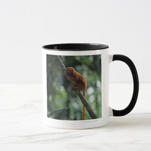 Golden lion tamarin (Leontopithecus rosalia) Mok (Rechts)