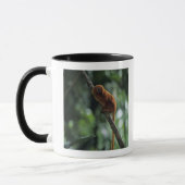 Golden lion tamarin (Leontopithecus rosalia) Mok (Links)