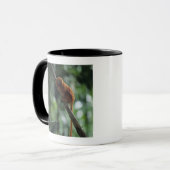 Golden lion tamarin (Leontopithecus rosalia) Mok (Voorkant links)