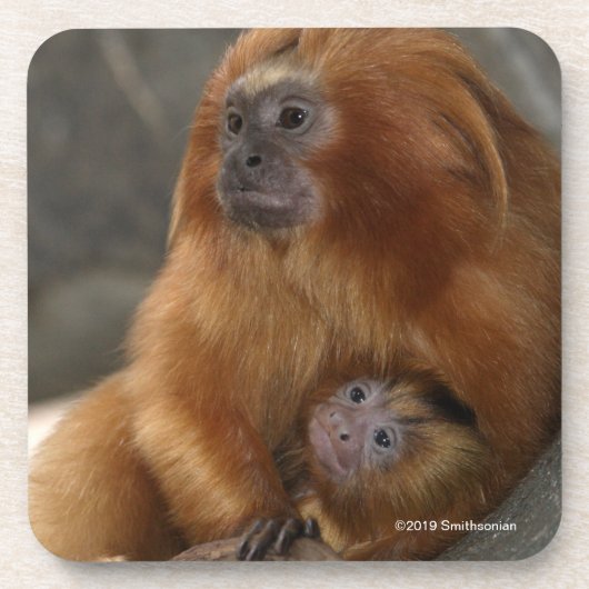 Golden Lion Tamarin met Baby Bier Onderzetter (Voorkant)