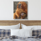 Golden Lion Tamarin met Baby Canvas Afdruk (Insitu (Slaapkamer))