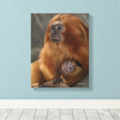 Golden Lion Tamarin met Baby Canvas Afdruk (Insitu (Houten vloer))