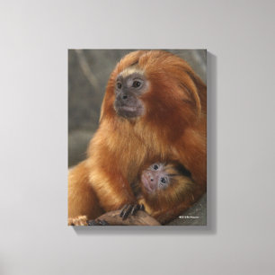 Golden Lion Tamarin met Baby Canvas Afdruk