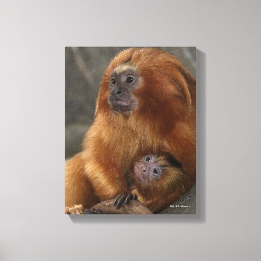 Golden Lion Tamarin met Baby Canvas Afdruk (Voorkant)