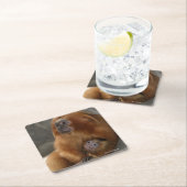 Golden Lion Tamarin met Baby Kartonnen Onderzetters (Insitu)