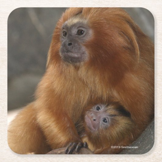 Golden Lion Tamarin met Baby Kartonnen Onderzetters (Voorkant)
