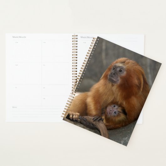 Golden Lion Tamarin met Baby Planner (Display)