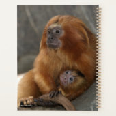 Golden Lion Tamarin met Baby Planner (Achterkant)