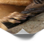 Golden Lion Tamarin met Baby Poster (Hoek)